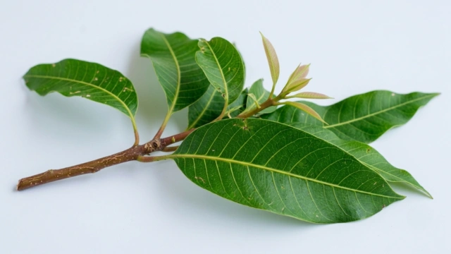 Chuta Patram (Mamidi Aaku)