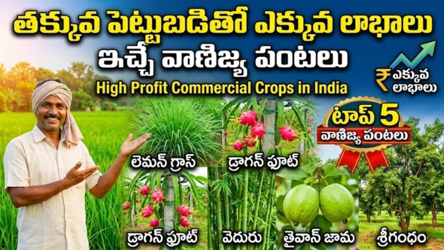 High profit commercial crops in India