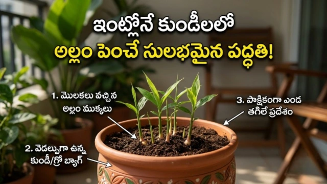 How to grow ginger at home