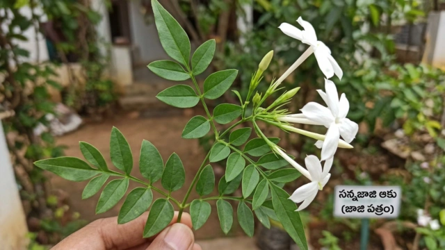 Jaji Patram (Sannajaji Aaku)