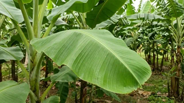 Kadali Patram (Arati Aaku)