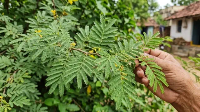 Shami Patram (Jammi Aaku)