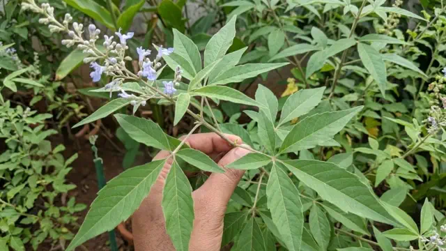 Sindhuvara Patram (Vavili Aaku)