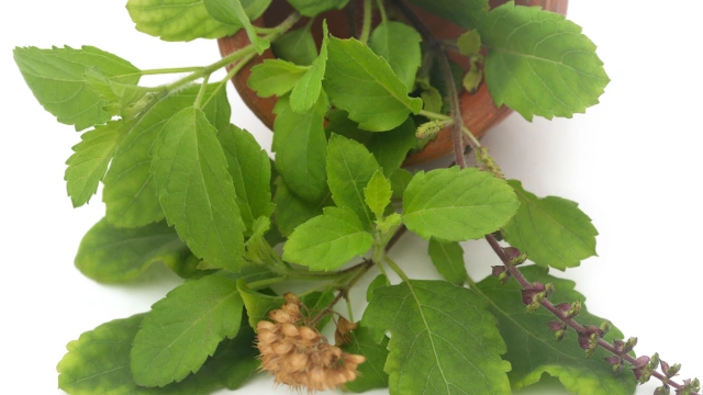 Tulasi Patram (Tulasi Aaku)