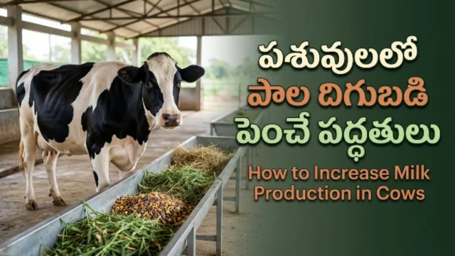 How to increase milk production in cows