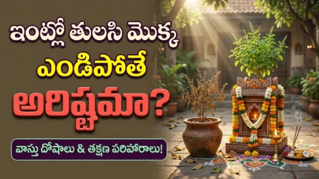 Tulsi plant drying up reasons